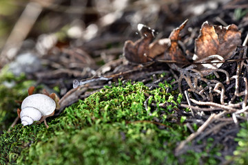 snail on rock