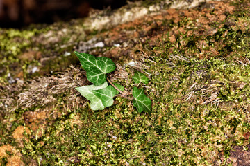 seedlings in greenhouse