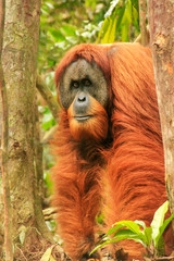 Male Sumatran orangutan standing on the ground in Gunung Leuser National Park, Sumatra, Indonesia