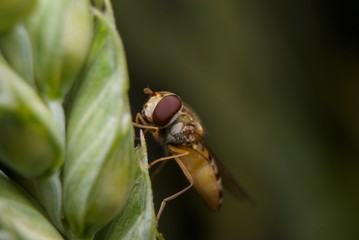 muchówka na pszenicy