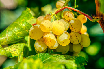 
Bunch of ripe grapes on branch 