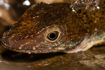 anolis acuatico