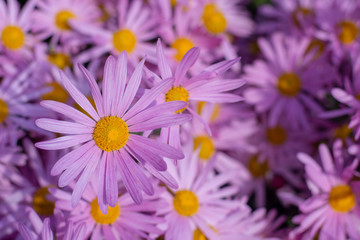 Purple Daisies 