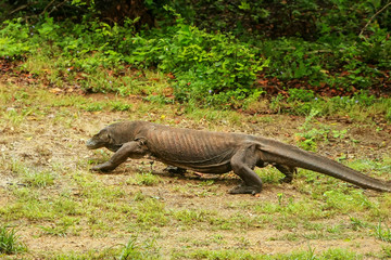 Komodo dragon walking on Rinca Island in Komodo National Park, Nusa Tenggara, Indonesia