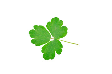 green leaf with streaks on white background