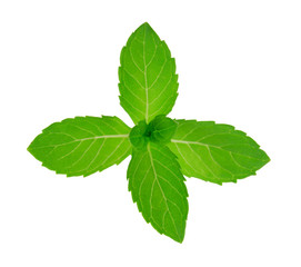 green fresh mint on white background