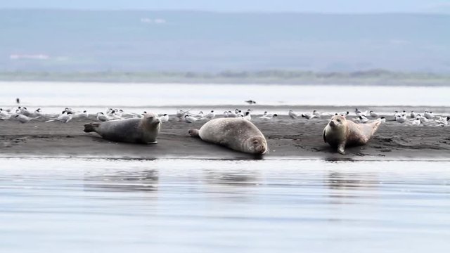 Seals on the shore Beautiful steady shot of white seals and arctic tern birds on the shore in Iceland