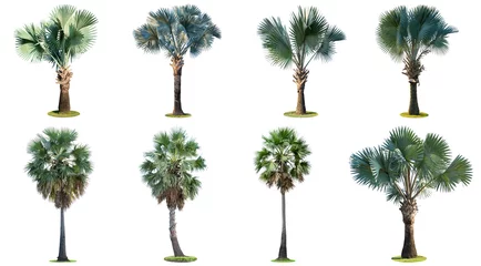 Poster The collection of high palm trees (Livistona Rotundifolia or fan palm.) isolated on white background. © Pongsak