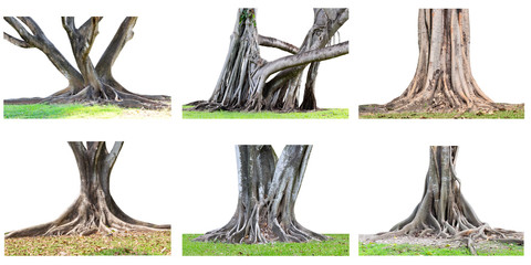 The collection of big tree roots spreading out beautiful and trunk isolated on white background.