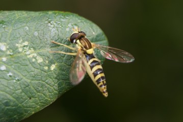 Muchówka 