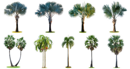 The collection of high palm trees (Livistona Rotundifolia or fan palm.) isolated on white background.