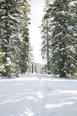snowy trail in winter forest