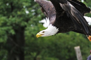Weißkopfseeadler