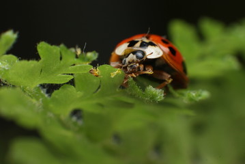 Biedronka © Pawel