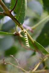 Wild cucumber spiral around branches