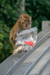 Macaque with plastic bag containing leftover food