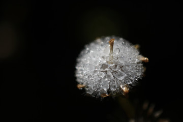 Gotas