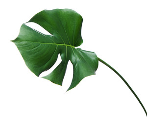 Monstera leaf isolated on white background. © GLandStudio