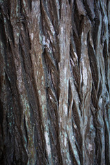 Obraz premium Tree Bark