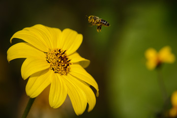 Flor y abeja