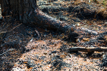 Burnt tree roots