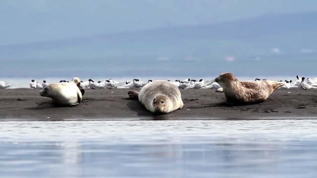 Iceland Seals on the shore Beautiful steady shot of seals and arctic tern birds on the shore in Iceland