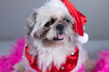 Cute, odd looking puppy posing for christmas themed holiday photoshoot