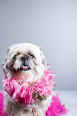 Cute, simple animal portrait - funny looking shih tzu poses with pink flowers draped around neck in cute wallpaper style photo	