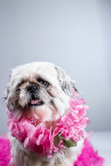Funny looking dog portrait - close up of festive and kind of ugly looking dog posing for studio headshot photo