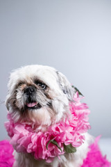 Funny looking dog portrait - close up of festive and kind of ugly looking dog posing for studio headshot photo