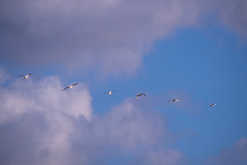 birds