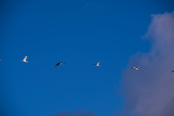 birds