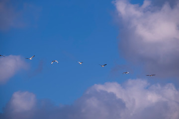 birds