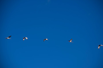 birds