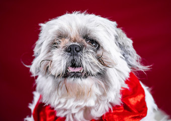 Cute, funny looking dog portrait - festive, holiday themed animal photoshoot 