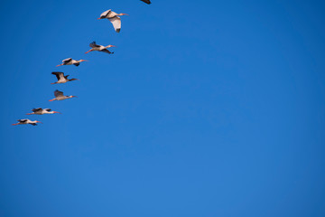 birds