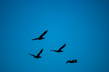 birds