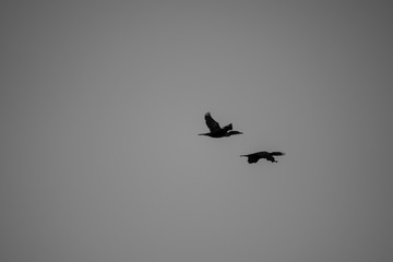 birds