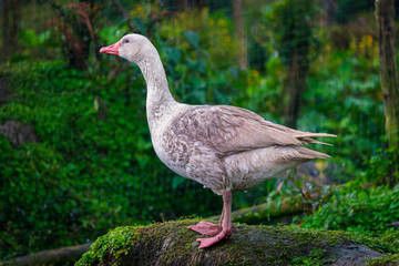 White duck standing