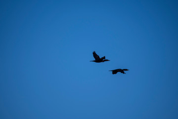 birds