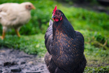 Black and brown chicken