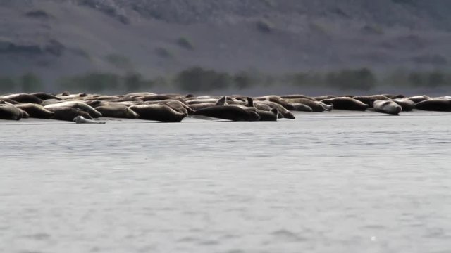 Iceland Seals on the shore Beautiful steady shot of seals and arctic tern birds on the shore in Iceland