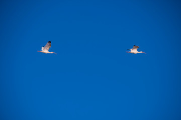 birds