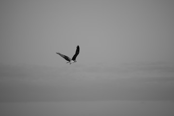 bird