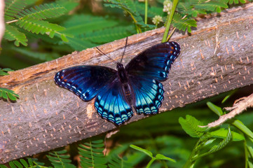 Red-Spotted Purple Butterfly