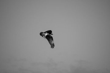 bird