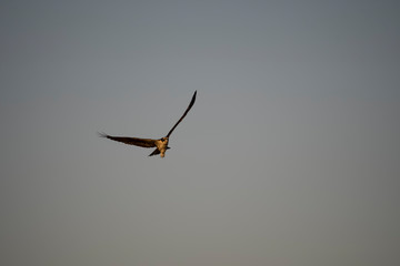 bird