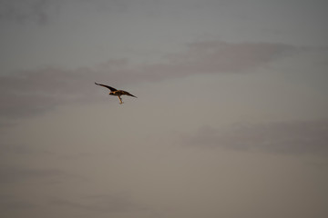 bird