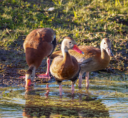 Young Ducks drinking at Pond