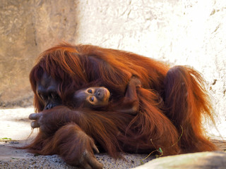 Mother and Baby Orangutan 